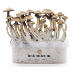 600ccm 100% Mycelium Kit