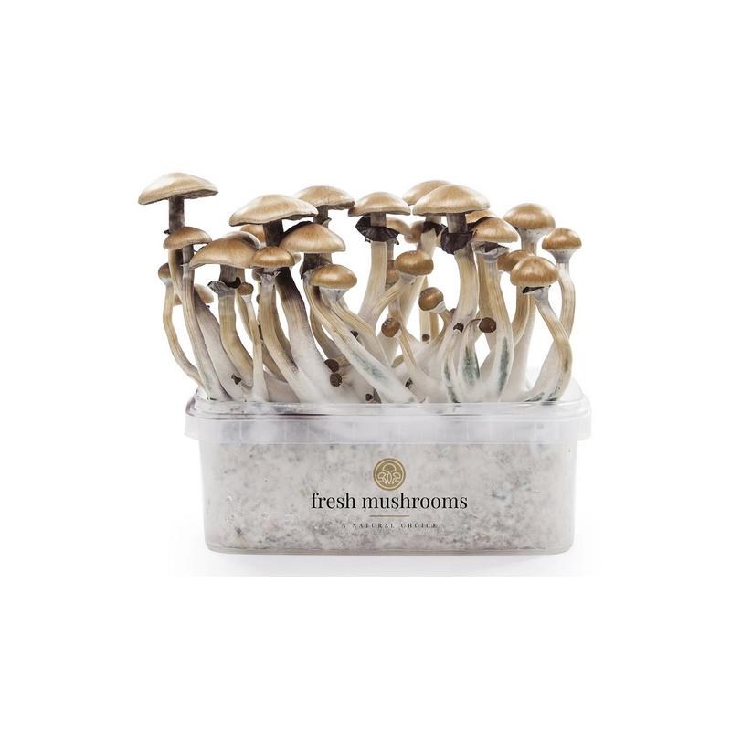 600ccm 100% Mycelium Kit