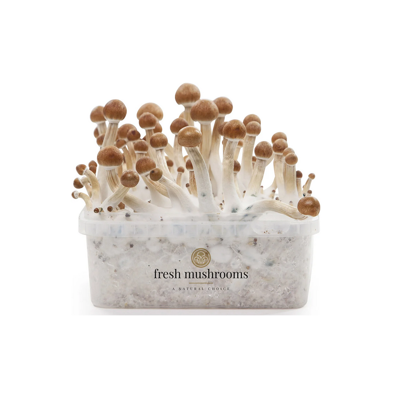 1200ccm 100% Mycelium Kit