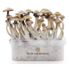 1200ccm 100% Mycelium Kit