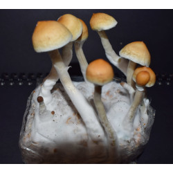 B-Quality 400ccm Grow Bags