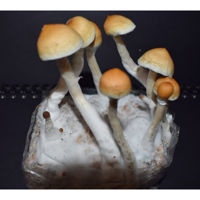 B-Quality 400ccm Grow Bags