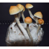B-Quality 400ccm Grow Bags