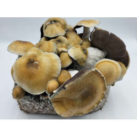B-Qualität Große Growbags